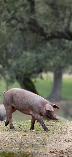 Cerdo ibérico